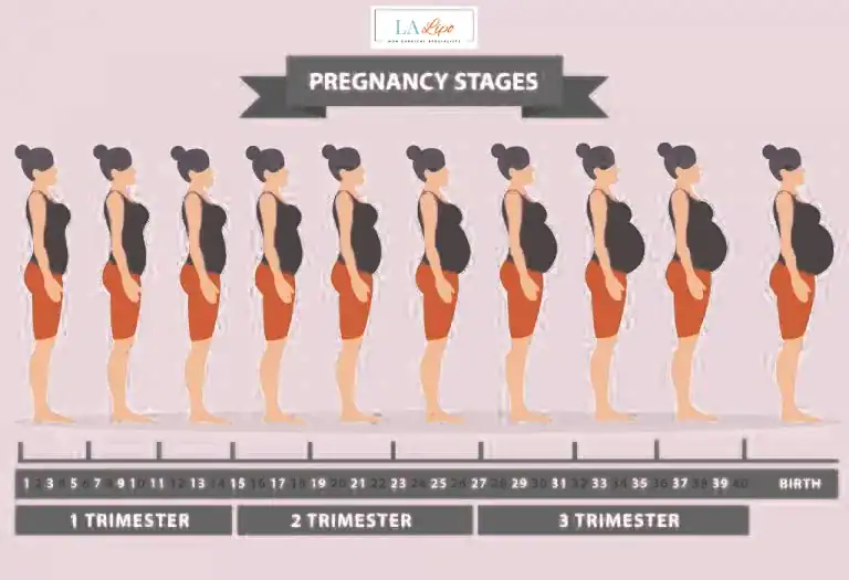 First Trimester (Weeks 1–12): Early Changes You Might Not Notice Eaton